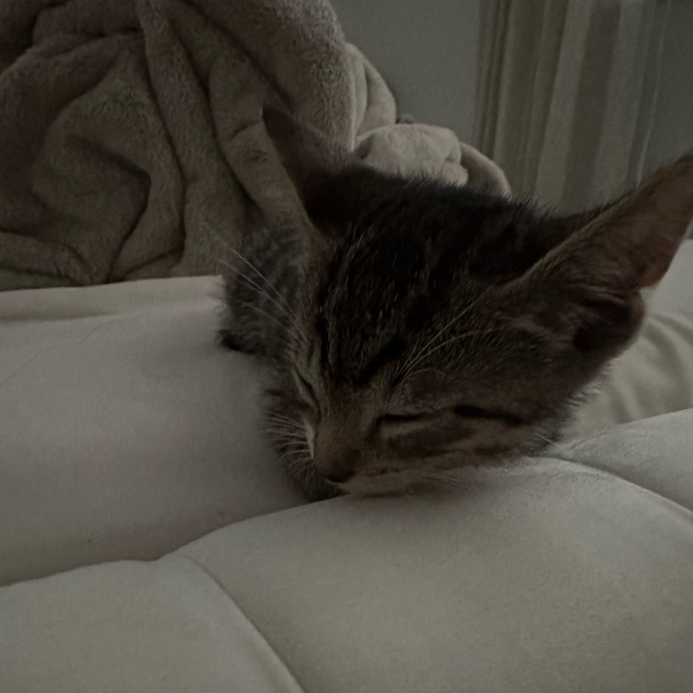 Meet your Posher, Sahara